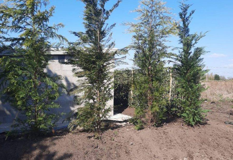Newly planted trees staked and tied on a cleared planting site