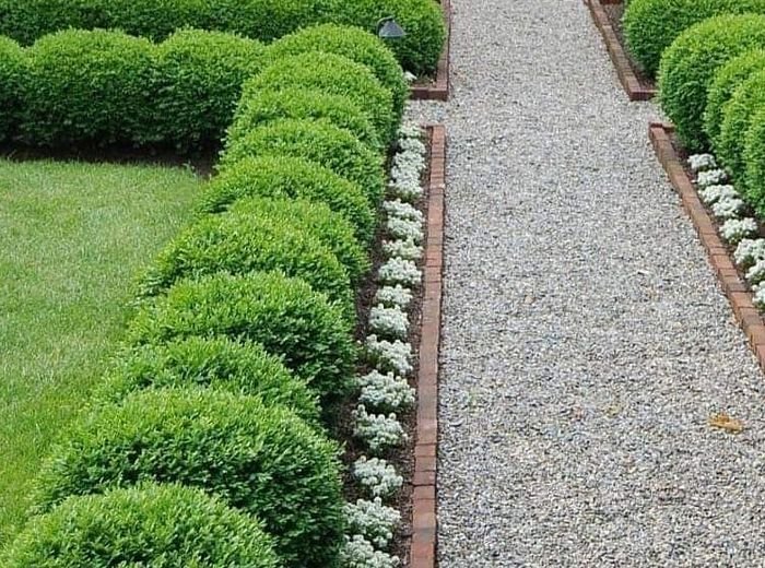 A long run of clipped box balls in a brick-edged gravel bed beside a lawn