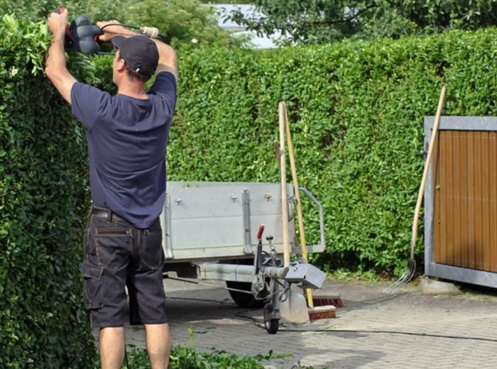 A gardener cutting the top of a tall beech hedge from a trailer-mounted platform