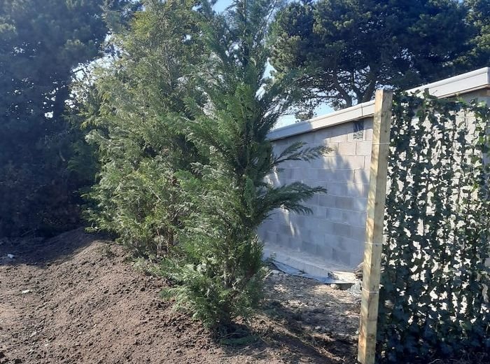 A newly planted conifer beside a run of instant screening on a commercial boundary