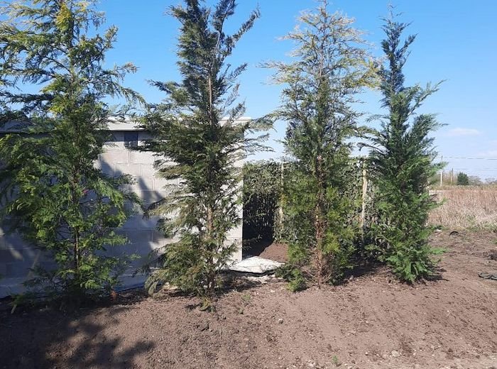 Newly planted trees staked and tied on a cleared planting site