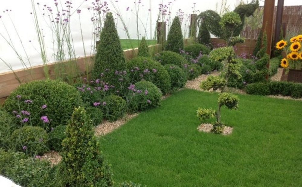 Clipped cones and box balls set into a lawn with mixed perennial planting