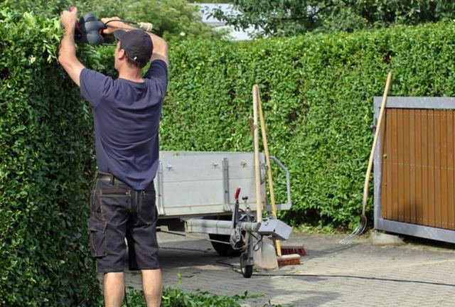 A gardener cutting the top of a tall beech hedge from a trailer-mounted platform