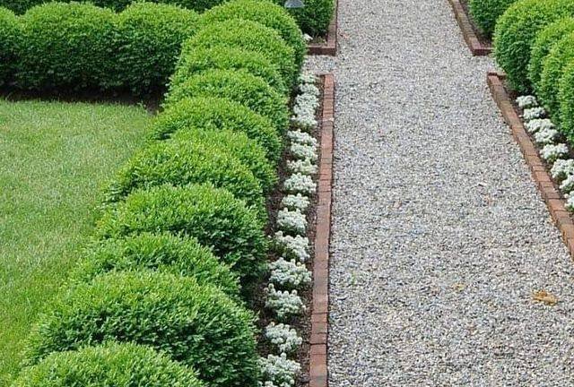 Clipped box balls in a gravel bed edged with brick, supplied and planted on site
